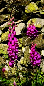 Foxgloves